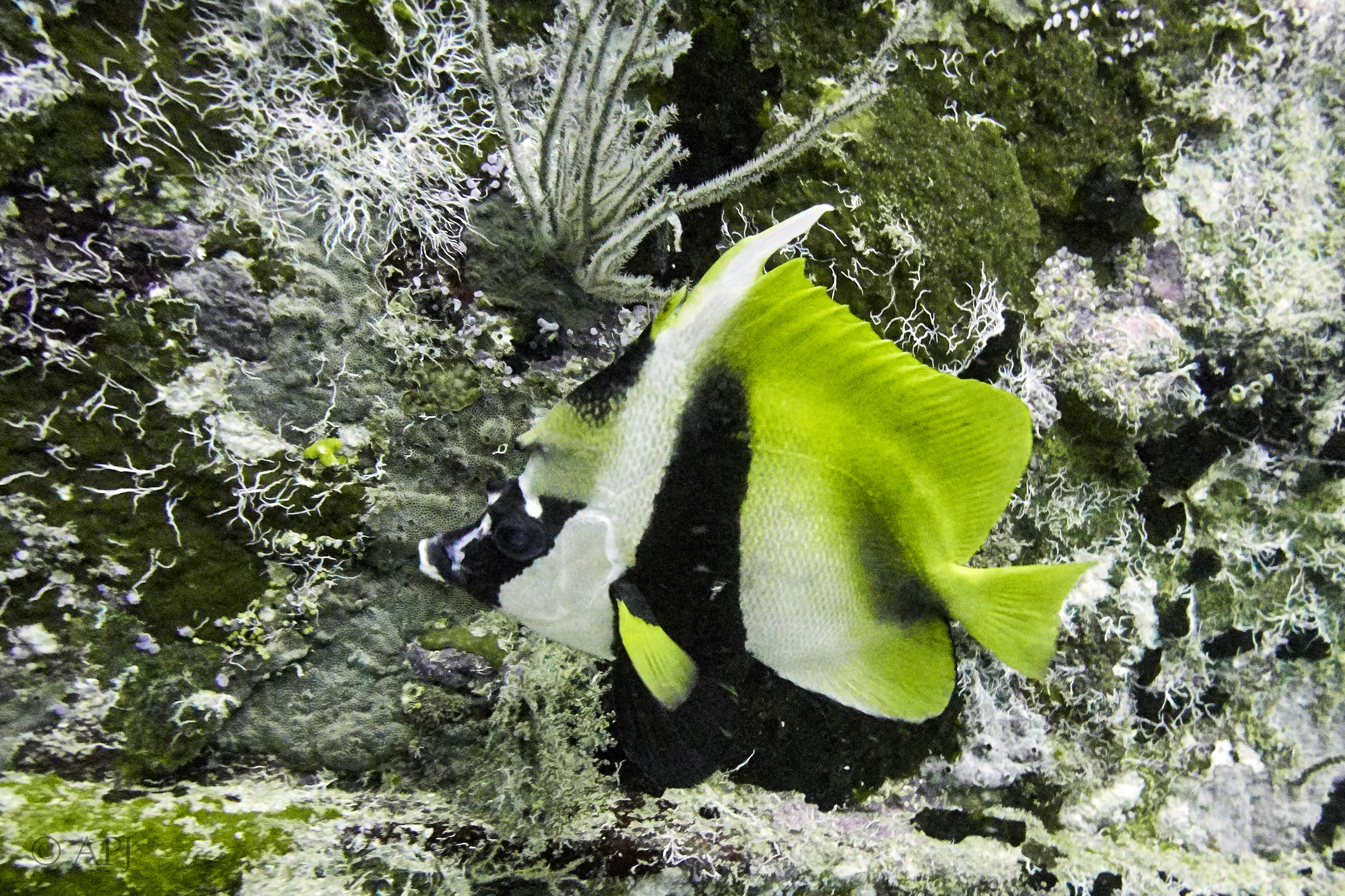 003241 17 08 17  Canon PowerShot G7 X Mark II   Malediven2017